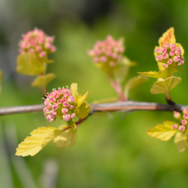 Physocarpus opulifolus 'Tiny Wine' Ninebark