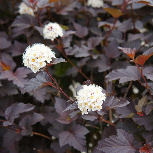 Physocarpus opulifolius diabolo