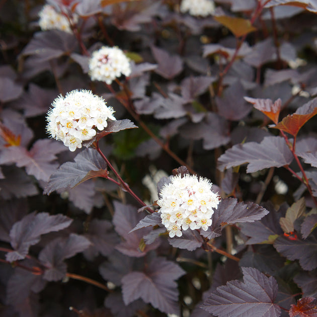 Physocarpus opulifolius diabolo
