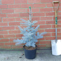 Picea pungens 'Edith' Spruce in small pot