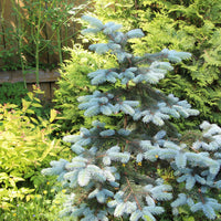 Picea pungens 'Edith' Blue Spruce