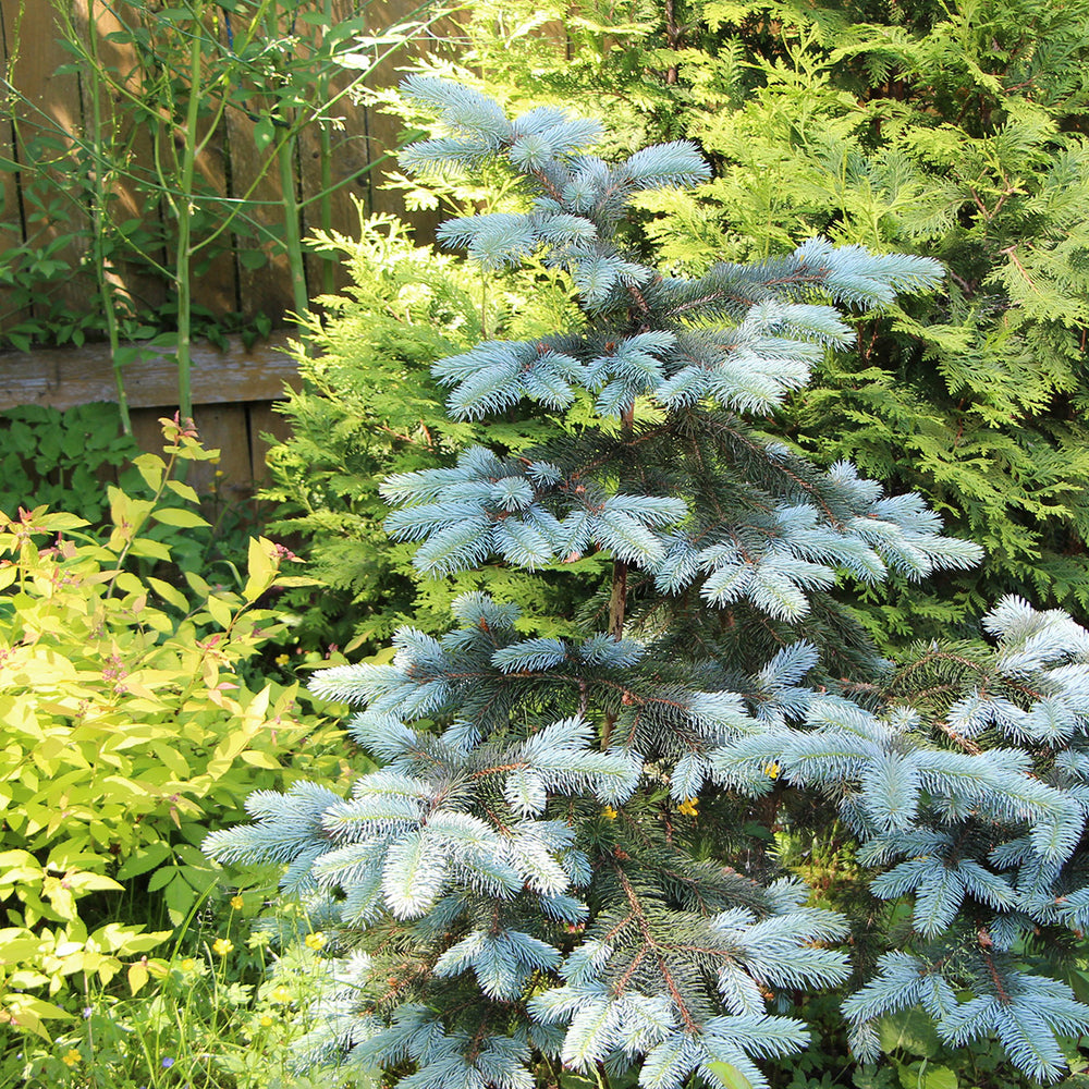 Picea pungens 'Edith' Blue Spruce