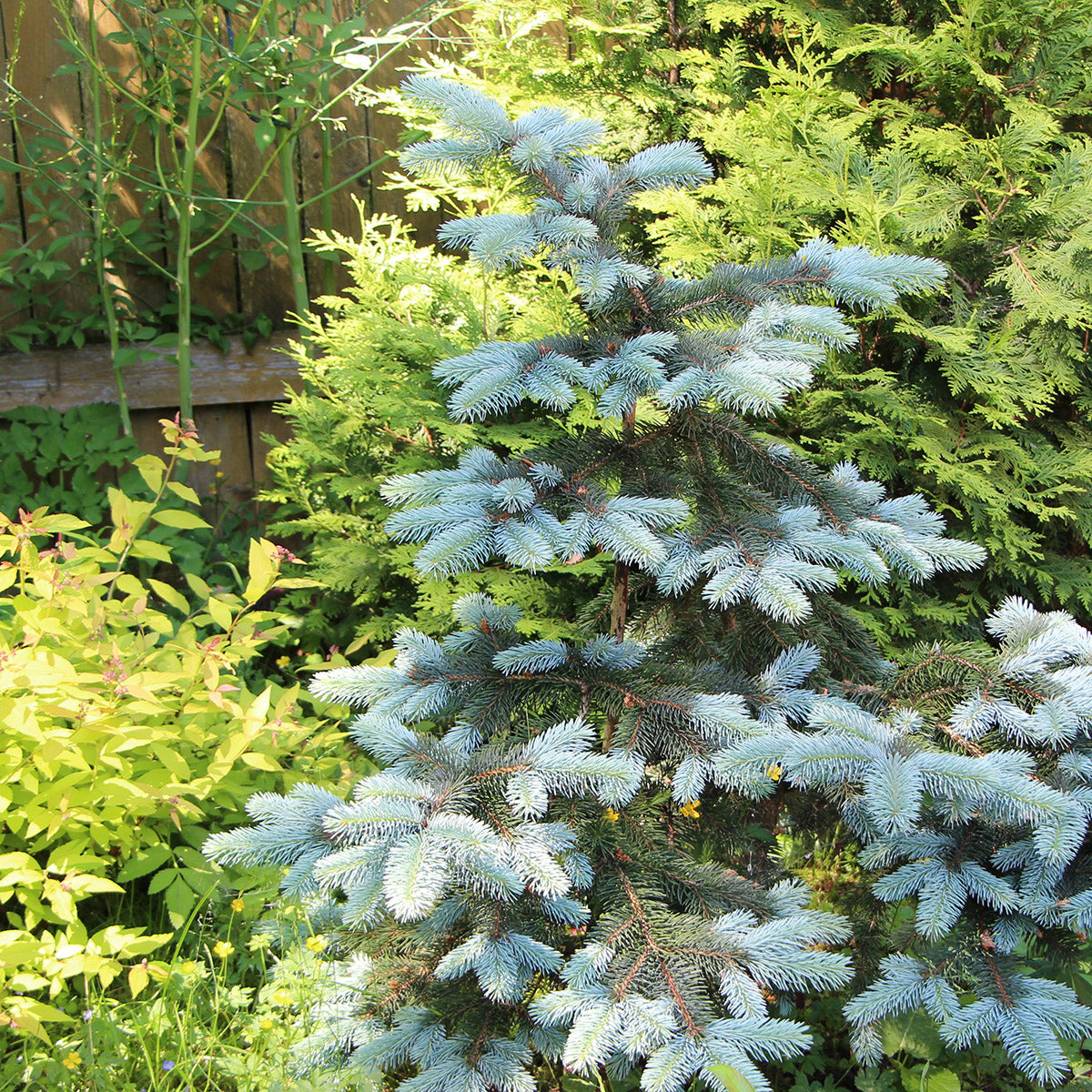 Picea pungens 'Edith' Blue Spruce