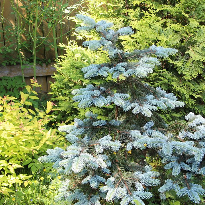 Blue Garden Plants, Trees, Shrubs & Flowers | Ornamental Trees