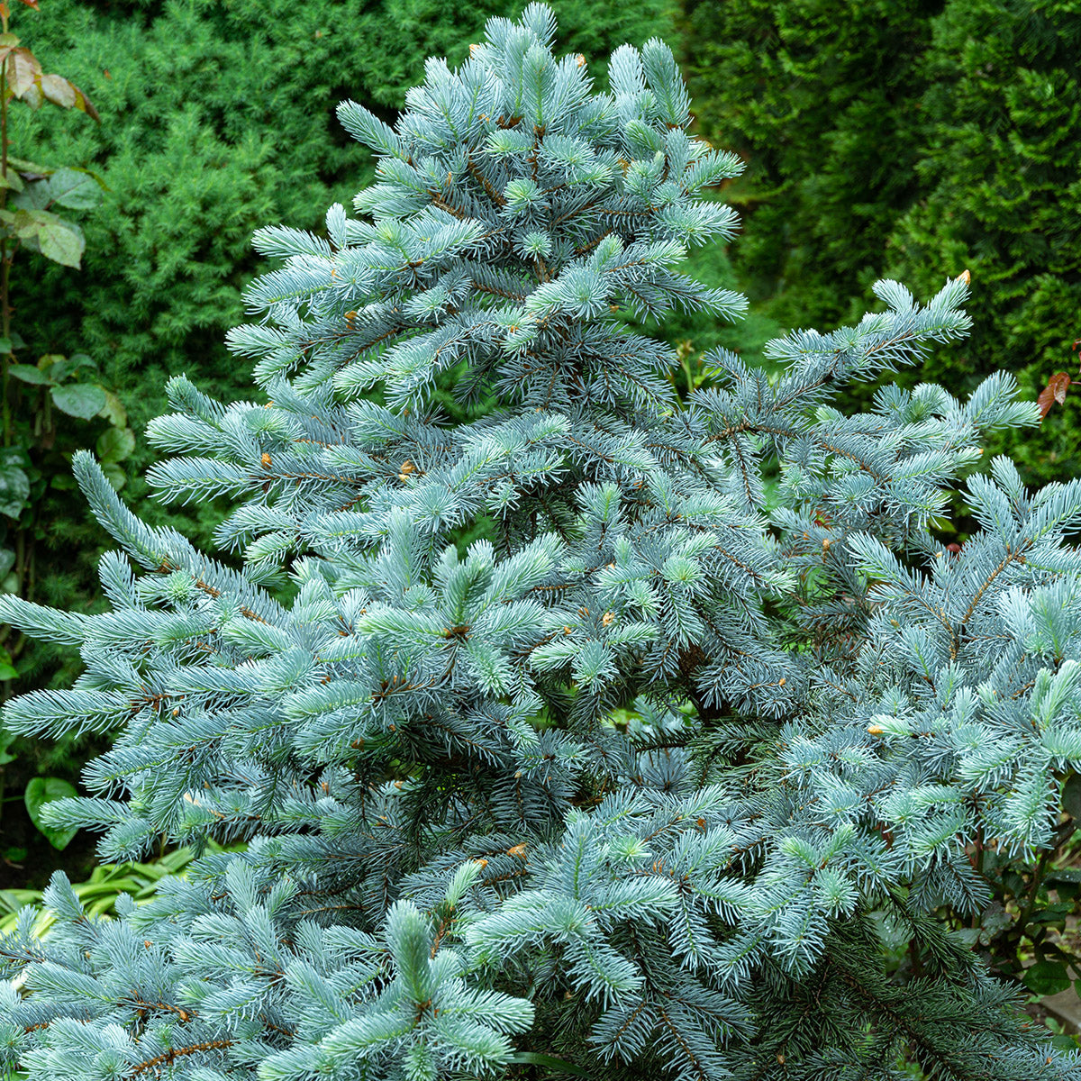 Picea pungens Hoopsii | Colorado Blue Spruce Tree | Ornamental Trees