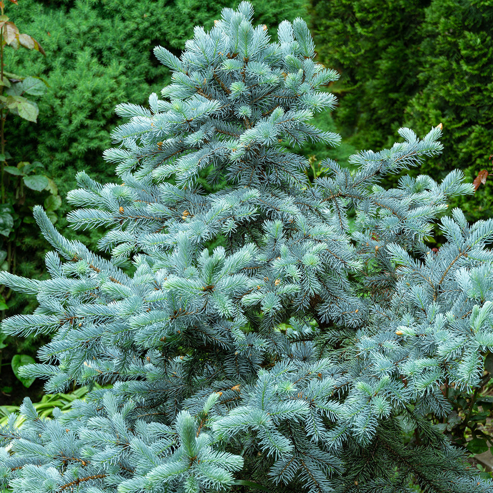 Hoopsi Picea pungens Hoopsii | Colorado Blue Spruce Tree | Ornamental Trees