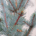 Feathered, 60-90cm, 7.5L pot
