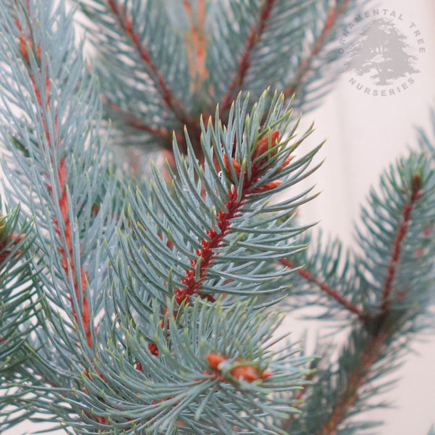Picea pungens 'Iseli Fastigiate' 