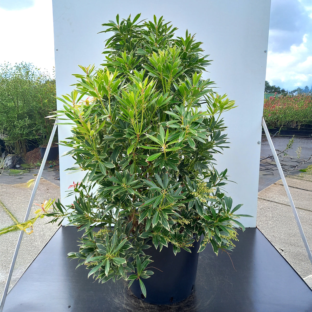 Pieris japonica Flaming Silver Shrub | Ornamental Trees