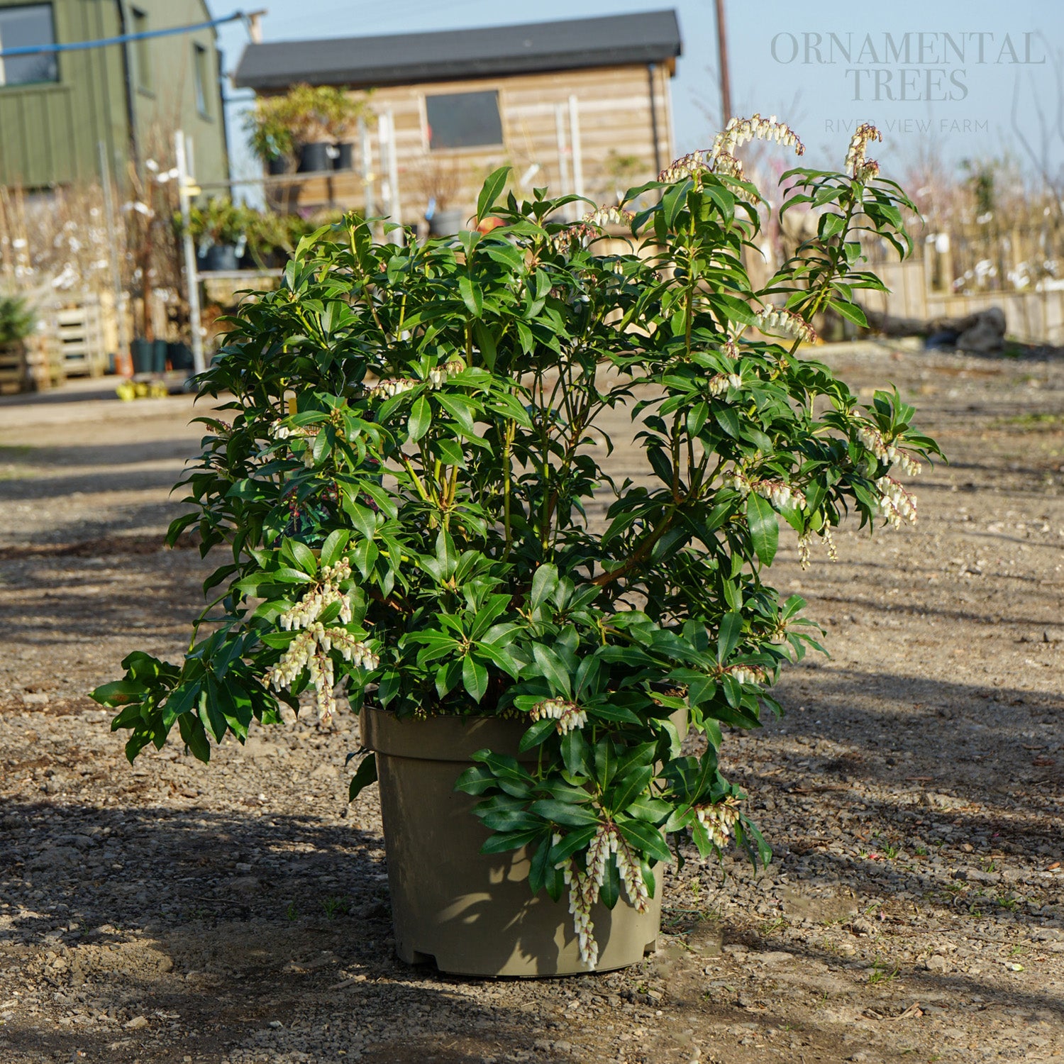 Pieris japonica Flaming Silver Shrub | Ornamental Trees