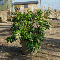 Pieris 'Flaming silver' 10L