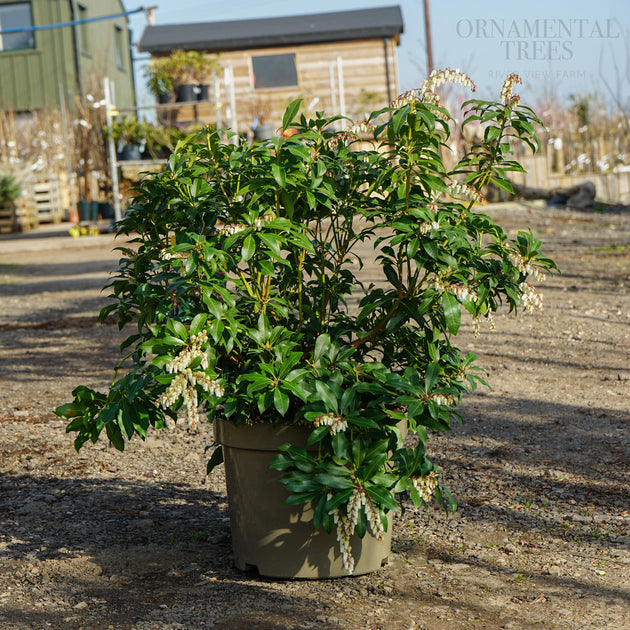 Pieris 'Flaming silver' 10L