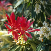 Pieris 'Flaming Silver' leaves