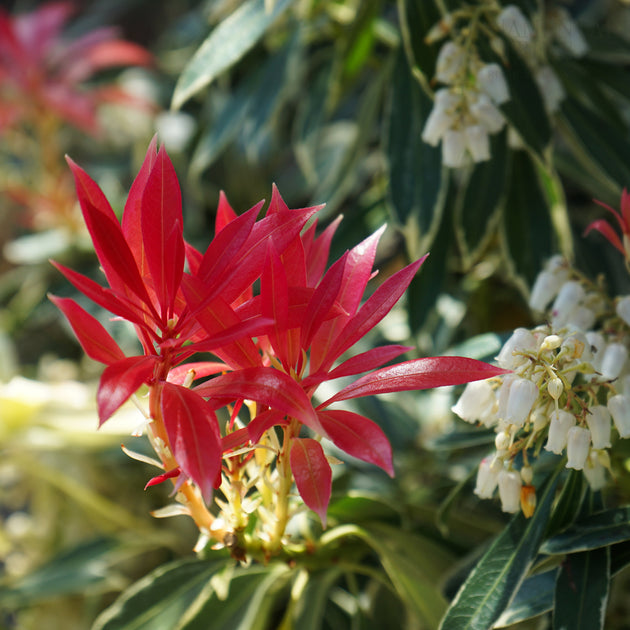 Pieris 'Flaming Silver' leaves