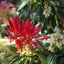 Pieris 'Flaming Silver' leaves
