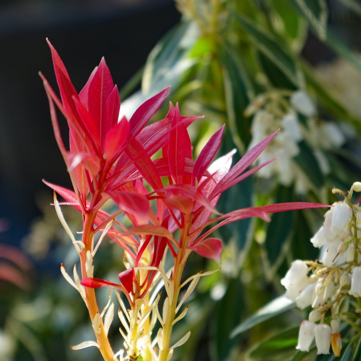 Pieris 'Flaming Silver' leaves