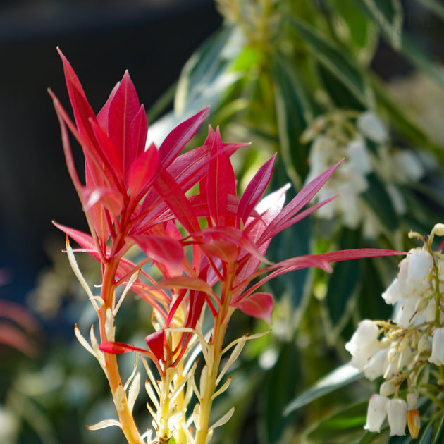 Pieris 'Flaming Silver' leaves