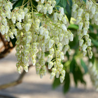 Pieris 'Forest Flame' Shrub
