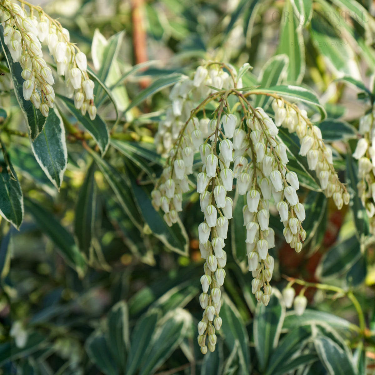 Pieris japonica Flaming Silver Shrub | Ornamental Trees