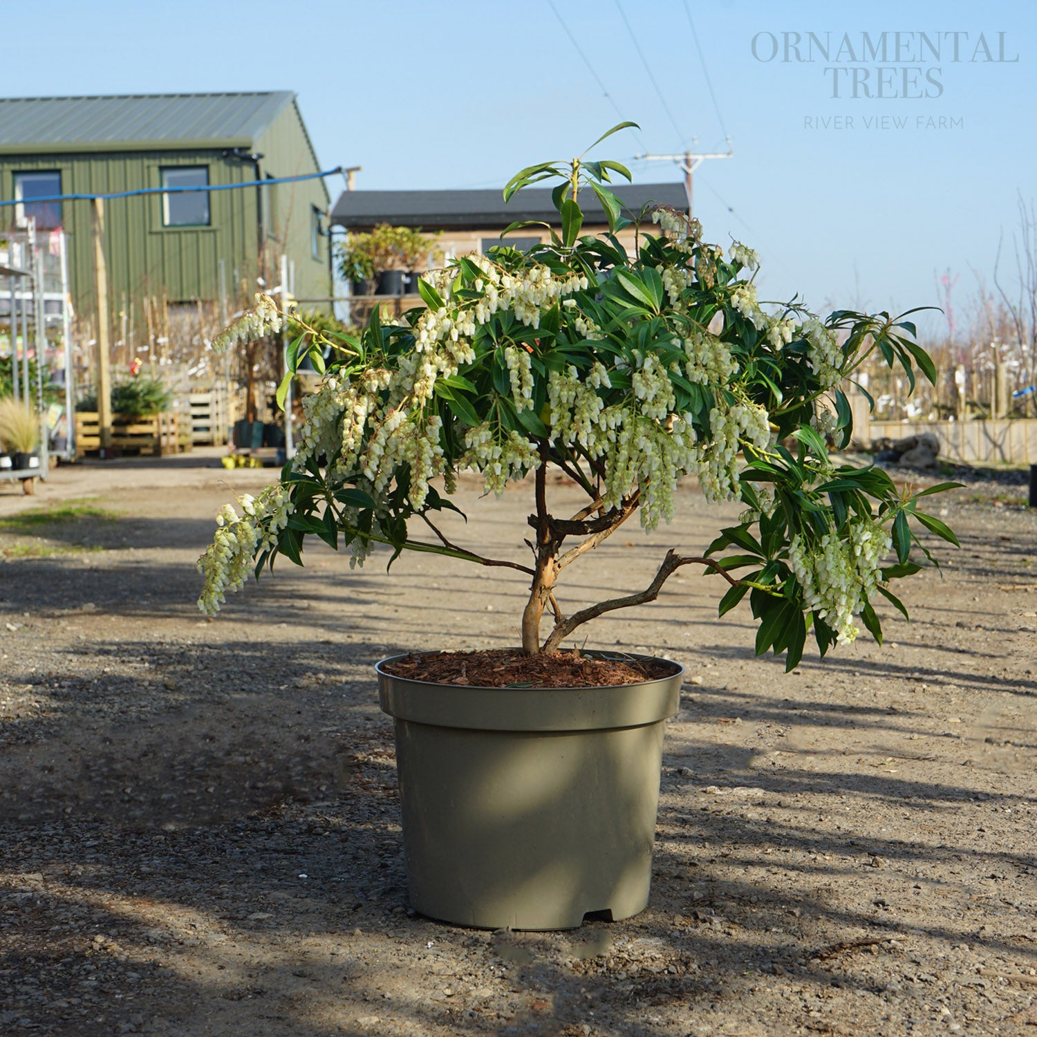 Pieris Forest Flame Shrub | Ornamental Trees