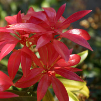 Pieris 'Forest Flame'