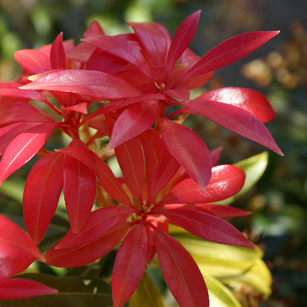 Pieris 'Forest Flame'