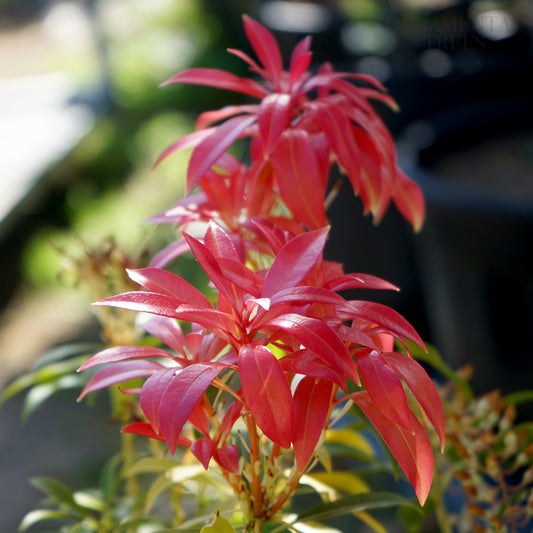 Pieris 'Forest Flame'