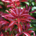 Pieris 'Mountain Fire'