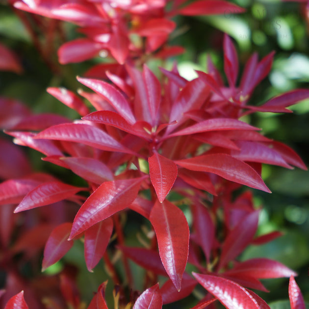 Pieris 'Mountain Fire'