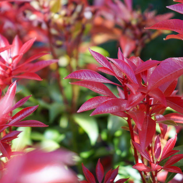 Pieris 'Mountain Fire'