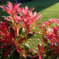 Pieris 'Forest Flame'