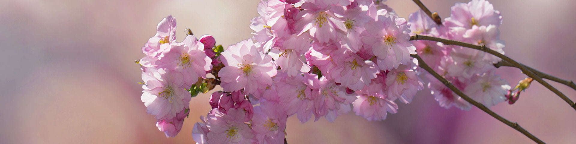 Pink cherry blossom