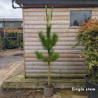 Pinus radiata monterey pine tree in 12 litre pot