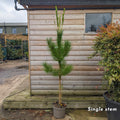 Single stem tree, 150-175cm, 10L pot