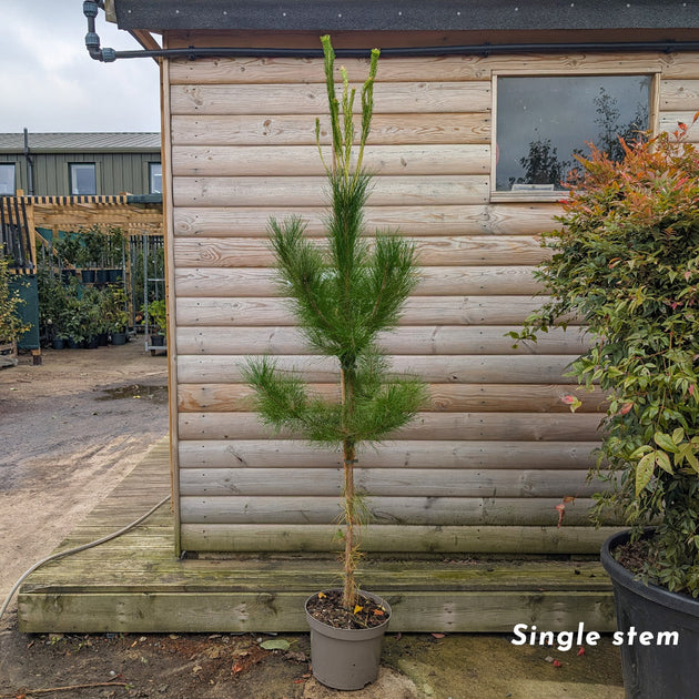 Pinus radiata monterey pine tree in 12 litre pot
