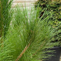 Pinus radiata monterey pine