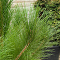 Single stem tree, 150-175cm, 10L pot