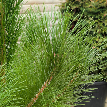 Pinus radiata Tree
