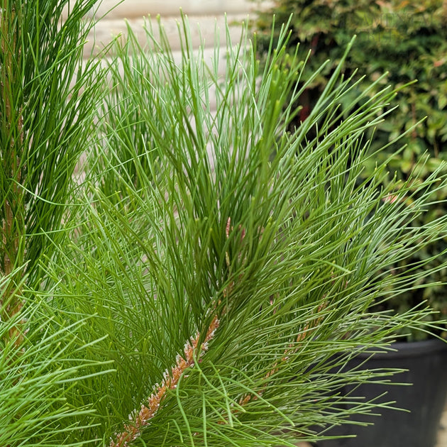 Pinus radiata Tree