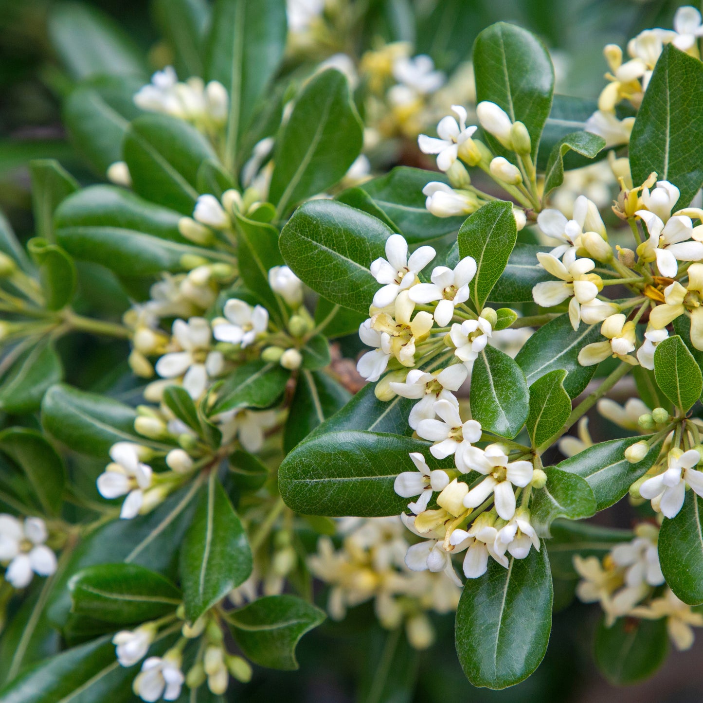 Assorted Pittosporum