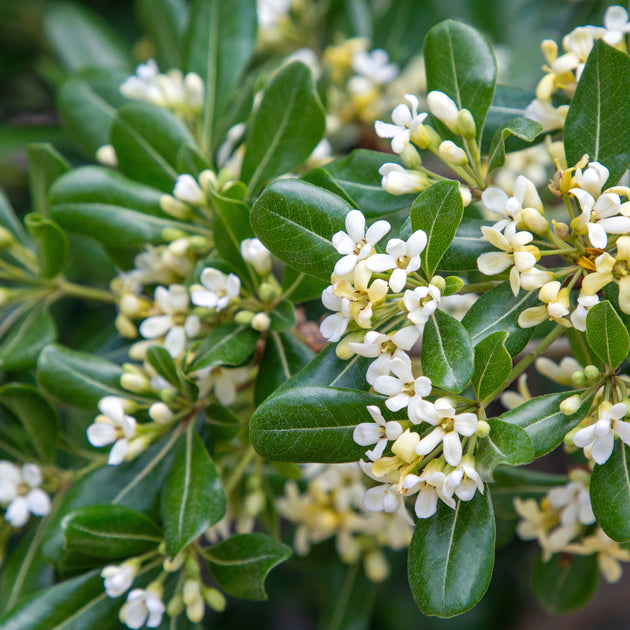 Assorted Pittosporum