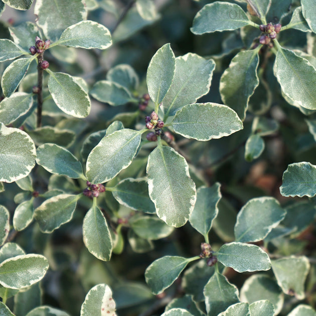 Pittosporum 'Silver Queen'