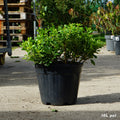 Bush, 10L pot