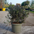 Bush, 30-40cm, 10L