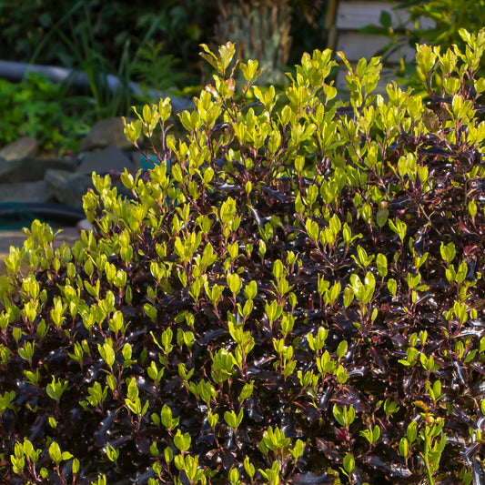 Pittosporum 'Tom Thumb'