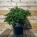 Bush, 10L pot