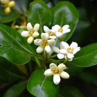 Pittosporum tobira Nanum flowers