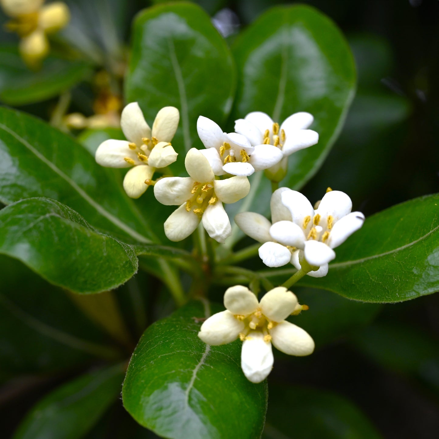 Pittosporum tobira Nanum flowers