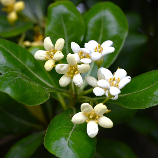 Pittosporum tobira Nanum flowers