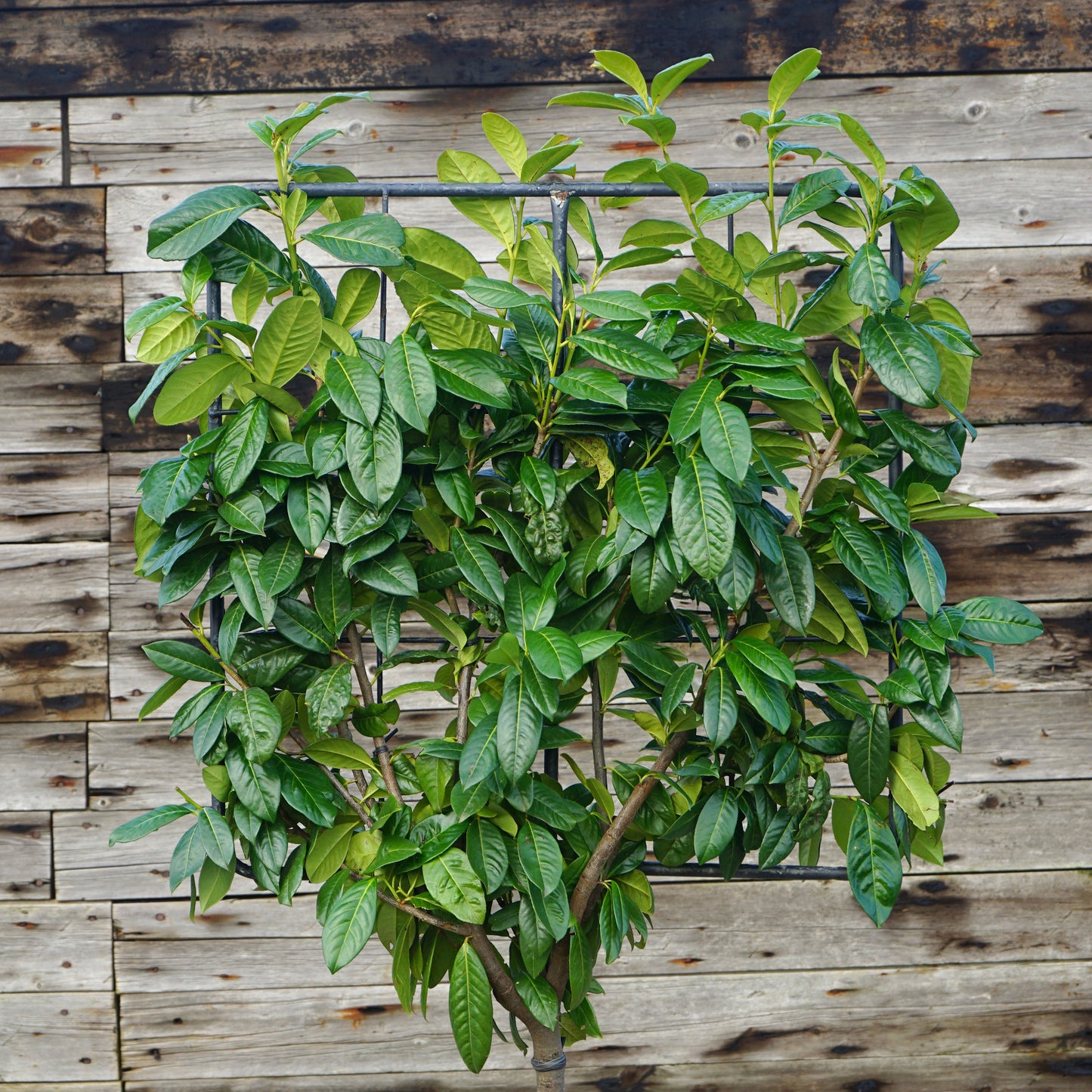 Pleached cherry laurel